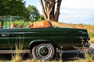 Thumbnail von Mercedes-Benz 250 SE 5.0-V8 Cabriolet