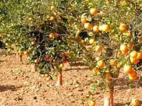 Thumbnail von Finca SonJorge