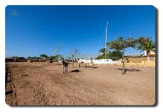 Thumbnail von Immogold Mallorca, MWS 15-064-MWOH Finca, für Pferdeliebhaber