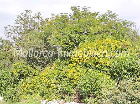 GRUNDSTÜCK IN EINFAMILIENHAUS LAGE UND NAHE DEM STRAND