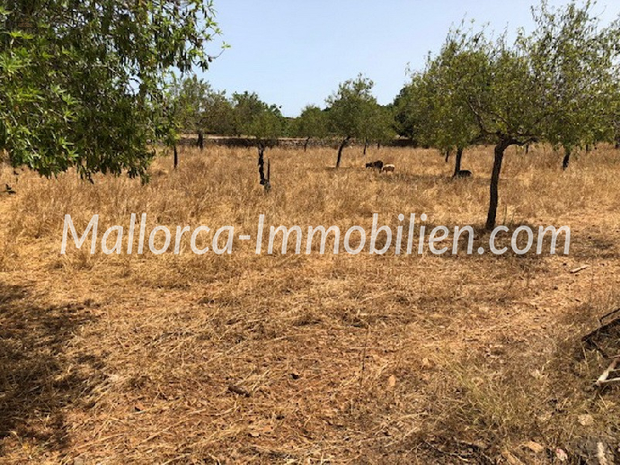 GRUNDSTÜCK IN ZENTRALER LAGE