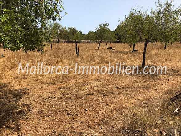 GRUNDSTÜCK IN ZENTRALER LAGE