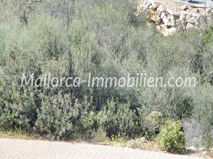 BAUGRUNDSTÜCK IN DER HAFENANLAGE VON CALA D'OR