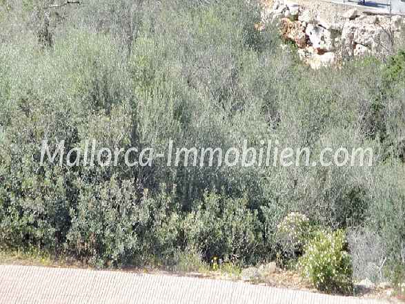 BAUGRUNDSTÜCK IN DER HAFENANLAGE VON CALA D'OR