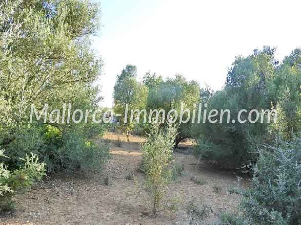 WEITLÄUFIGES GRUNDSTÜCK FÜR AUTARKES LEBEN AUF DEM LAND