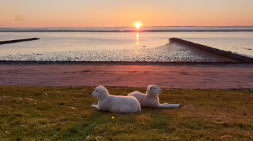 Thumbnail von Kapitalanlage 006 Oldsum - Baugrundstück