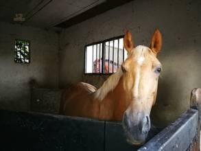 Thumbnail von Land For Sale in La Cala Hills, Málaga
