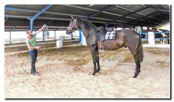 Thumbnail von mmogold, gepflegte Finca mit Gästezimmern und Reitstall