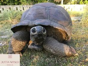 Thumbnail von Luxury Beach Villa with Pool, Terrace, and Sea View - Seychelles - Hotel Access Possible