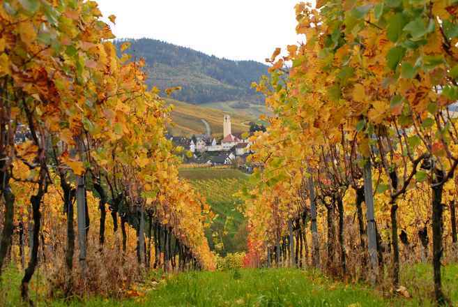Grundstück in schöner Lage Baden-Baden OT Varnhalt