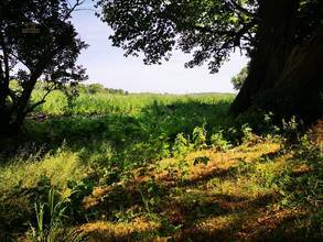Thumbnail von Reetgedecktes Refugium auf Rügen