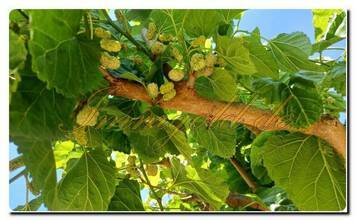 Thumbnail von Immogold, Koffer auspacken und genießen, neu renovierte Villa