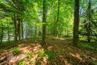 Thumbnail von Exklusives Badeparadies am Wörthersee: Ihr privates Refugium mit Seezugang und Waldidylle