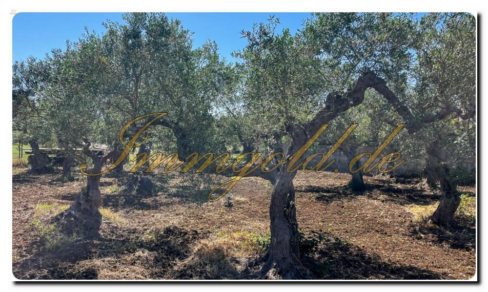 Immogold Sizilien SGS 25123 Tolles Areal inklusive eines Olivenhains und Rustuico