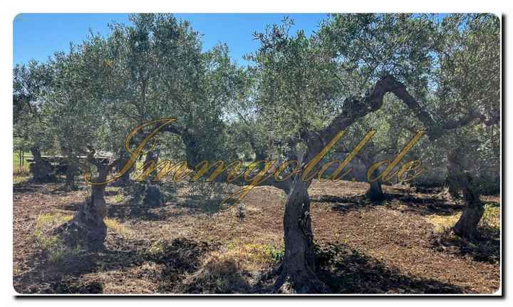 Immogold Sizilien SGS 25123 Tolles Areal inklusive eines Olivenhains und Rustuico