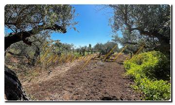 Thumbnail von Immogold Sizilien SGS 25123 Tolles Areal inklusive eines Olivenhains und Rustuico