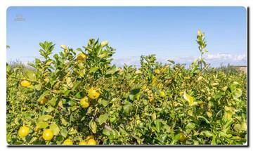 Thumbnail von Sizilien nobles Casa mit riesigem Areal, zwei Baugrundstücken und tollem Meerblick