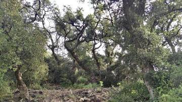 Thumbnail von Agrarland auf Teneriffa