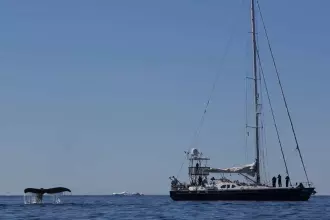 Thumbnail von BLONDECELL, FREEWARD MARINE Simon Rogers Cutter Rigged One Design SONG OF THE WHALE