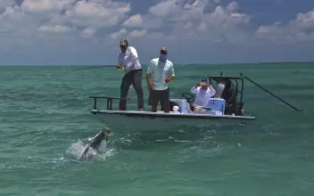 Thumbnail von Maverick 17 Hpx V